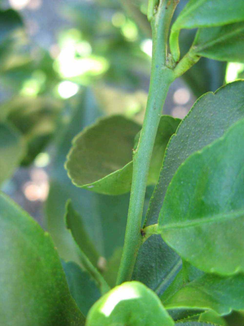            First year twig (Winter Haven, FL)   